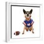 A Chihuahua Dressed Up in a Football Uniform-graphicphoto-Framed Photographic Print