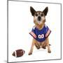 A Chihuahua Dressed Up in a Football Uniform-graphicphoto-Mounted Photographic Print