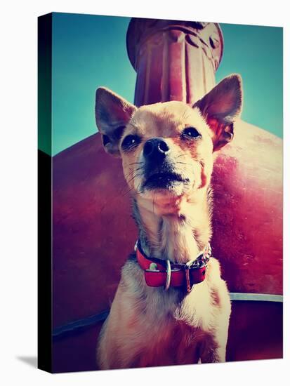 A Chihuahua Sitting in Front of a Fireplace-graphicphoto-Stretched Canvas