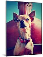 A Chihuahua Sitting in Front of a Fireplace-graphicphoto-Mounted Photographic Print