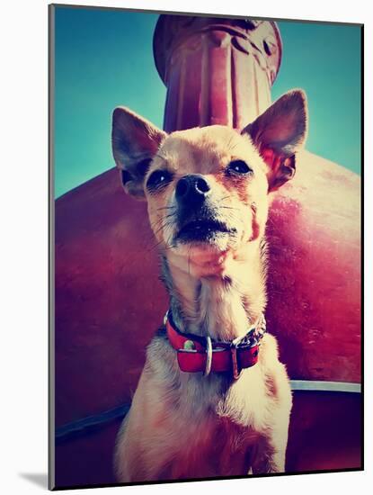 A Chihuahua Sitting in Front of a Fireplace-graphicphoto-Mounted Photographic Print