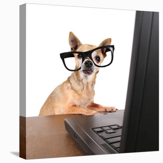 A Chihuahua Surfing The Internet On A Laptop-graphicphoto-Stretched Canvas