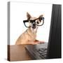 A Chihuahua Surfing The Internet On A Laptop-graphicphoto-Stretched Canvas