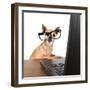 A Chihuahua Surfing The Internet On A Laptop-graphicphoto-Framed Photographic Print