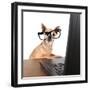 A Chihuahua Surfing The Internet On A Laptop-graphicphoto-Framed Photographic Print