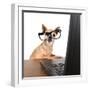 A Chihuahua Surfing The Internet On A Laptop-graphicphoto-Framed Photographic Print