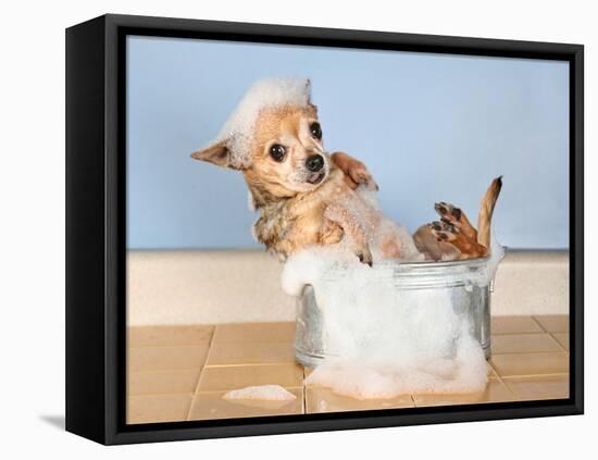 A Chihuahua Taking A Bath-graphicphoto-Framed Stretched Canvas