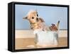 A Chihuahua Taking A Bath-graphicphoto-Framed Stretched Canvas
