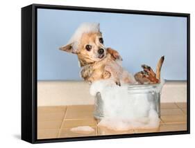 A Chihuahua Taking A Bath-graphicphoto-Framed Stretched Canvas