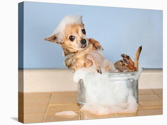 A Chihuahua Taking A Bath-graphicphoto-Stretched Canvas