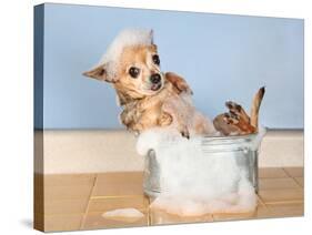 A Chihuahua Taking A Bath-graphicphoto-Stretched Canvas