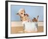 A Chihuahua Taking A Bath-graphicphoto-Framed Photographic Print