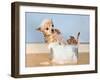 A Chihuahua Taking A Bath-graphicphoto-Framed Photographic Print