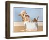 A Chihuahua Taking A Bath-graphicphoto-Framed Photographic Print
