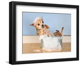 A Chihuahua Taking A Bath-graphicphoto-Framed Photographic Print