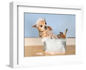 A Chihuahua Taking A Bath-graphicphoto-Framed Photographic Print