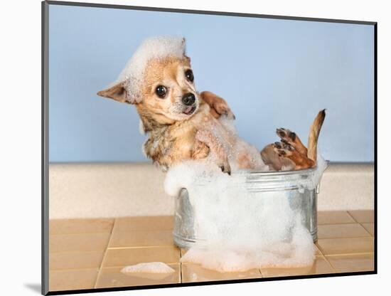 A Chihuahua Taking A Bath-graphicphoto-Mounted Photographic Print