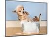 A Chihuahua Taking A Bath-graphicphoto-Mounted Photographic Print