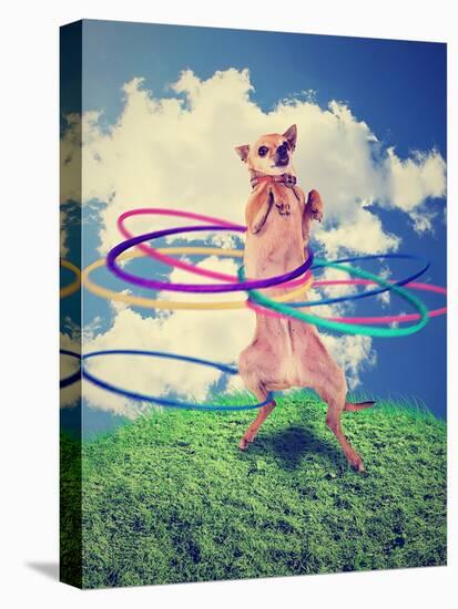 A Chihuahua Using a Hula Hoop-graphicphoto-Stretched Canvas