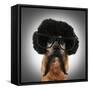 A Chihuahua With An Afro Wig And Glasses On-graphicphoto-Framed Stretched Canvas