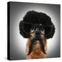 A Chihuahua With An Afro Wig And Glasses On-graphicphoto-Stretched Canvas