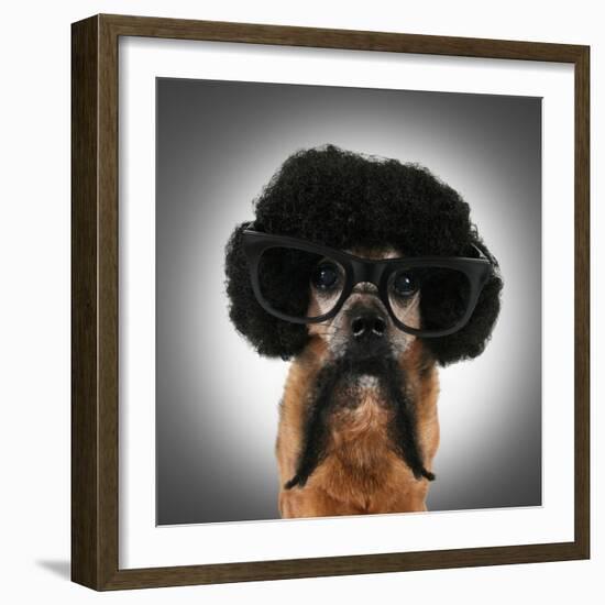 A Chihuahua With An Afro Wig And Glasses On-graphicphoto-Framed Photographic Print