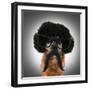 A Chihuahua With An Afro Wig And Glasses On-graphicphoto-Framed Photographic Print