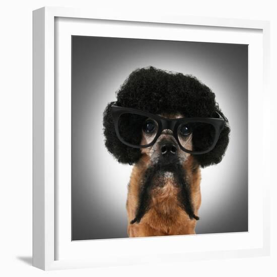 A Chihuahua With An Afro Wig And Glasses On-graphicphoto-Framed Photographic Print