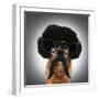 A Chihuahua With An Afro Wig And Glasses On-graphicphoto-Framed Photographic Print