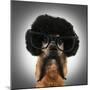 A Chihuahua With An Afro Wig And Glasses On-graphicphoto-Mounted Photographic Print