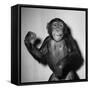 A Chimp, 1955-null-Framed Stretched Canvas