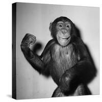 A Chimp, 1955-null-Stretched Canvas