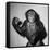 A Chimp, 1955-null-Framed Stretched Canvas