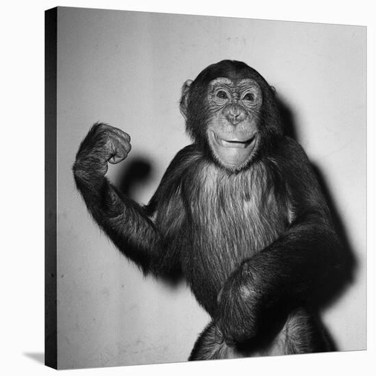 A Chimp, 1955-null-Stretched Canvas