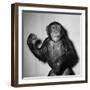 A Chimp, 1955-null-Framed Premium Photographic Print