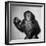 A Chimp, 1955-null-Framed Premium Photographic Print