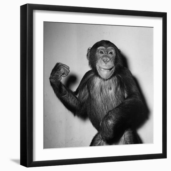 A Chimp, 1955-null-Framed Premium Photographic Print