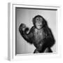 A Chimp, 1955-null-Framed Premium Photographic Print