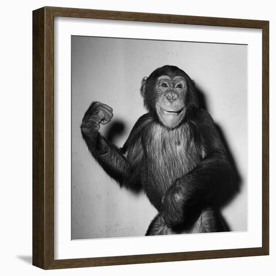 A Chimp, 1955-null-Framed Photographic Print