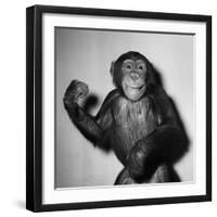 A Chimp, 1955-null-Framed Photographic Print