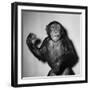 A Chimp, 1955-null-Framed Photographic Print