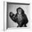 A Chimp, 1955-null-Framed Photographic Print