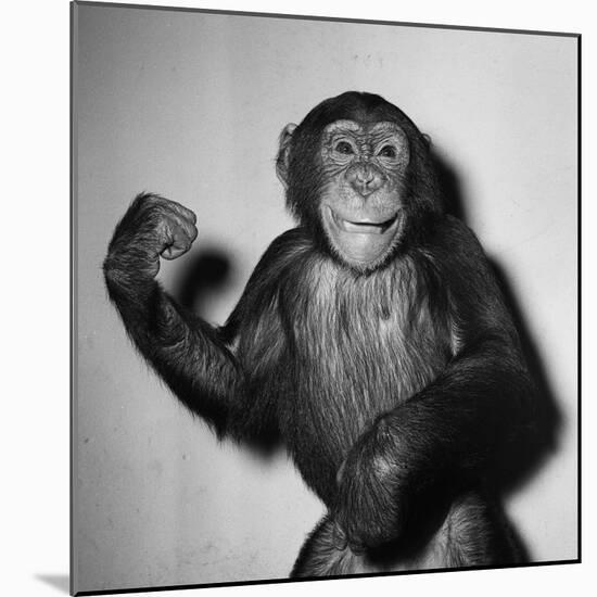 A Chimp, 1955-null-Mounted Photographic Print