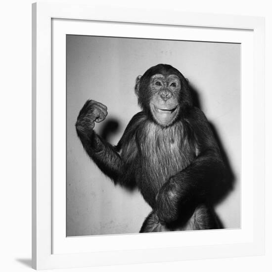 A Chimp, 1955-null-Framed Photographic Print