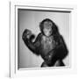 A Chimp, 1955-null-Framed Photographic Print