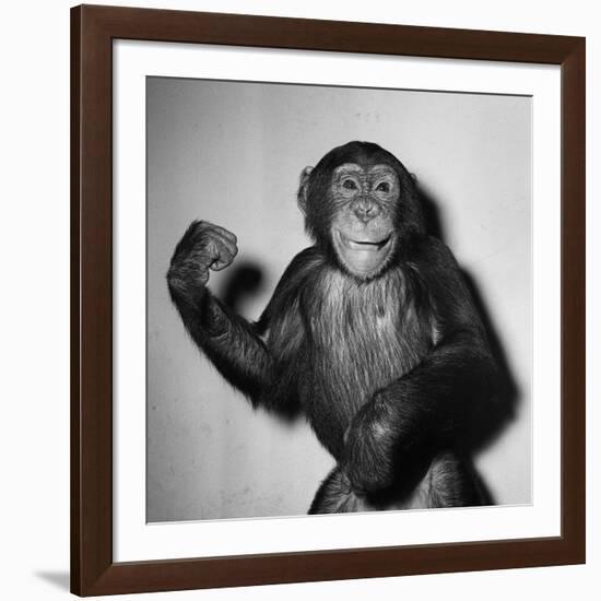 A Chimp, 1955-null-Framed Photographic Print