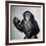 A Chimp, 1955-null-Framed Photographic Print