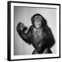 A Chimp, 1955-null-Framed Photographic Print