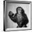 A Chimp, 1955-null-Framed Photographic Print