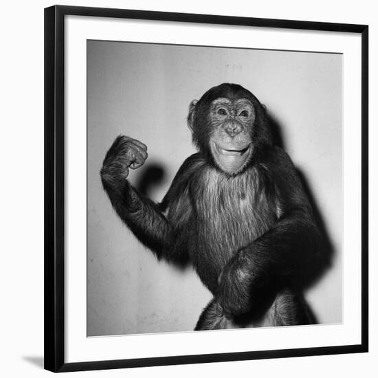 A Chimp, 1955-null-Framed Photographic Print